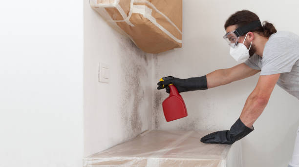 Basement Mold Remediation treatment on basement walls in Ardmore